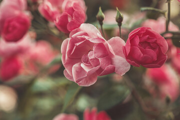 Beautiful pink roses in summer bloming garden, vintage background, nature bokeh