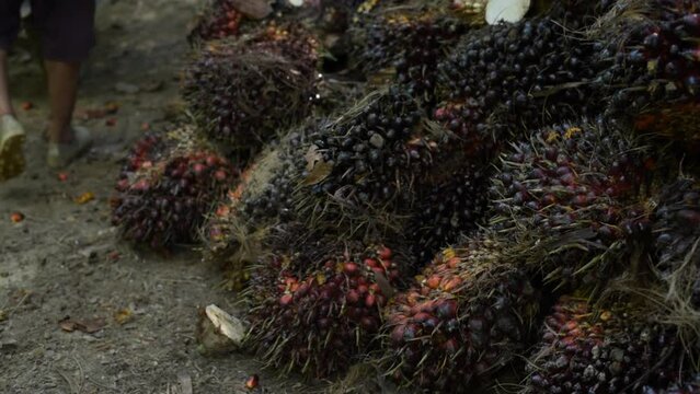 Oil Palm Farmer harvesting oil palm fruit bunches