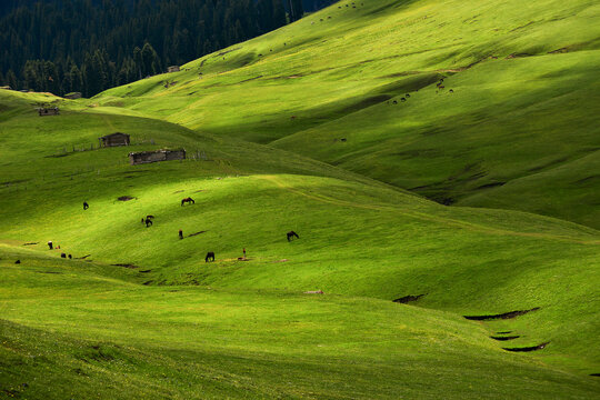 Scattered horses graze on the vast verdant grasslands of the Tianshan Mountains in Xinjiang. High-quality photo