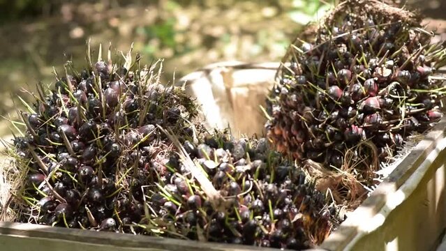 Harvested red oil palm fruits with motorbikes as a means of transportation
