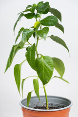 Growing peppers from seeds. Step 10 - small green pepper on the branch.