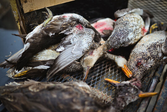 Dead ducks from a hunt