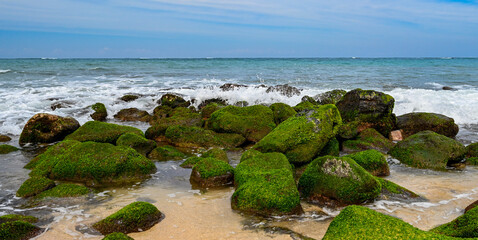 Fototapeta na wymiar Green Moss on rocks at beach