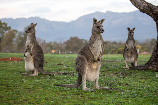 Three kangaroos stand together in Wartook, Victoria, Australia