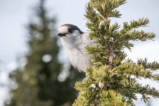 A grey Jay on a sub-alpine fir on Mount Baker WA.