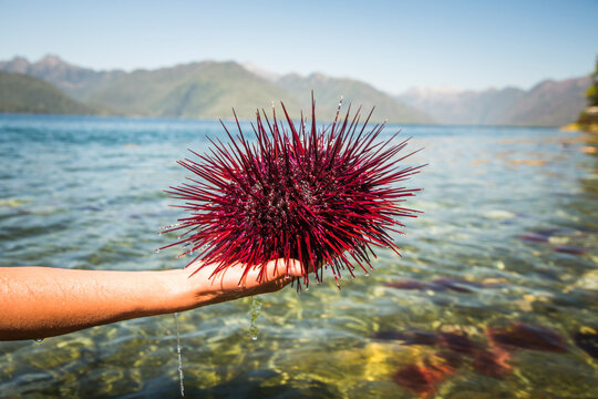 Person Hand Holding A Large Red Sea Urchin With Clear Water And Mountains In Background
