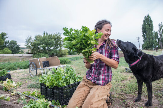 A woman harvests celery at an organic farm with her farm dog helper.