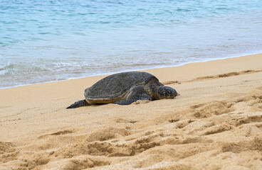 turtle on the beach