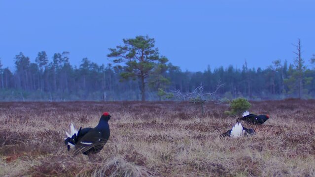 Four males of a Black Grouses at Leksite on the bog. Black Grouse are dancing. Black grouse Tetrao tetrix. early in the morning. Mating season in the nature. European nature.