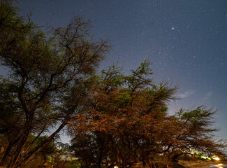 Obraz na płótnie Canvas trees at night