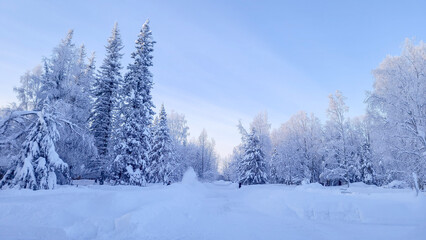 snow covered trees
