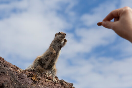 A squirrel trying to get an almond from somebody hand. Fuerteventura, Canary ISlands