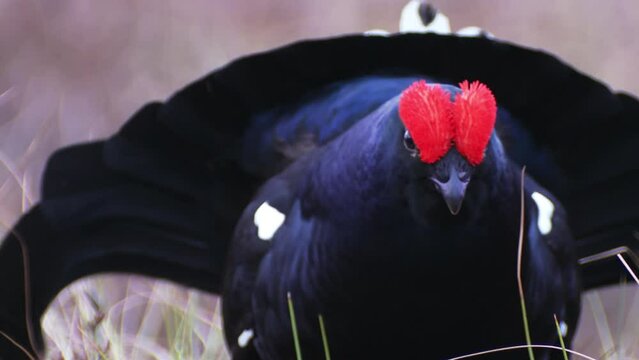 Black Grouse lek at sunrise. Close up Portrait. Black grouse Tetrao tetrix early in the morning. Spring mating season in the nature. Male of grouse on the bog. European nature.