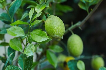 Lemon fruits, unripe fruits. Edible exotic fruits in the garden.