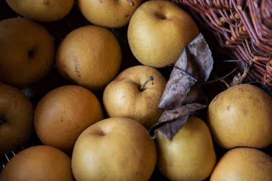 Asian pears (Pyrus pyrifolia) in a basket in a garden in Seattle, Washington.