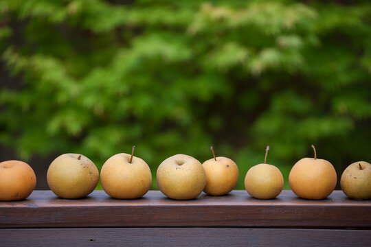 Asian pears (Pyrus pyrifolia) lined up on a wooden bench in a garden in Seattle, Washington.