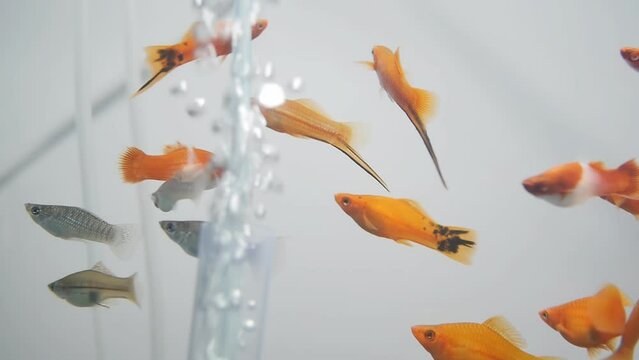 Slow movement of different types of aquarium fish in an aquarium with underwater oxygen bubbles released from an aquarium diffuser. Gold, silver and black fish together underwater.
