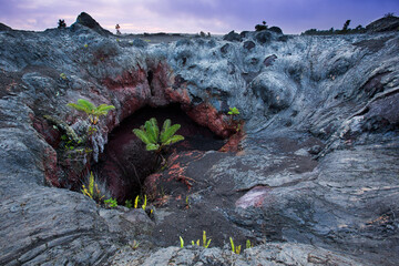 A giant tree fern (Cibotium menziesii, hapu`u) buds inside a collapse lava tube, Hawai`i Volcanoes National Park, Hawai`i