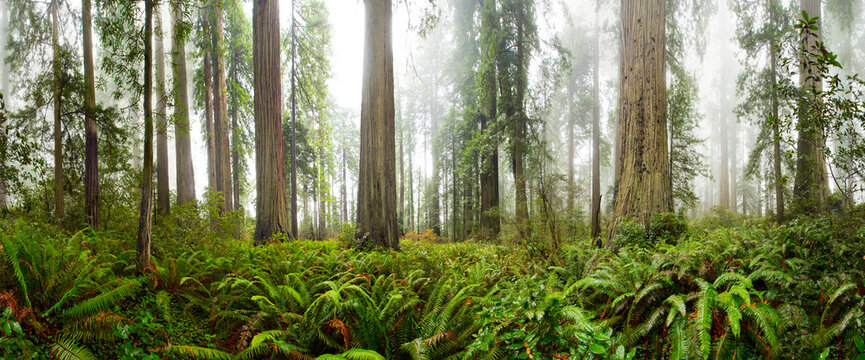 Coast and Redwoods, Northern California