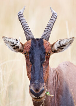 A wild Topi (Damaliscus lunatus) in Kenya's Masai Mara.
