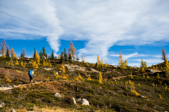 A young man hikes through the colorful larch trees in the Pasayten Wilderness on the Pacific Crest Trail (PCT) in Washington.