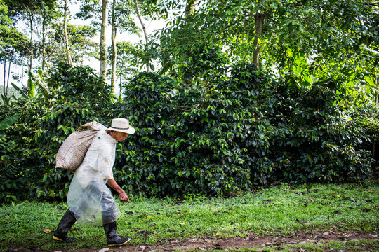 A man carries a bag over his shoulder of freshly harvested coffee beans on a farm in rural Colombia.