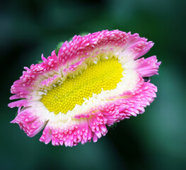 bellis perennis © sergey