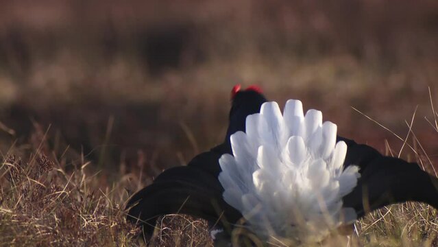 Black Grouse lek at sunrise. Close up Portrait. Black grouse Tetrao tetrix. Lyrurus tetrix early in the morning. Black grouse showing tail at sunrise. Spring mating season in the nature.