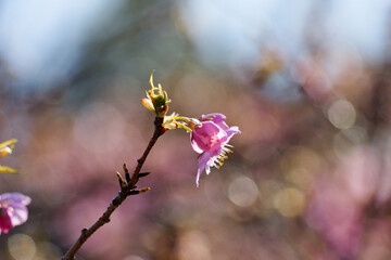 Pink cherry blossoms swaying in the wind on a sunny day