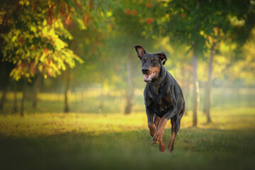 black funny doberman dog portrait at dawn in a green nature