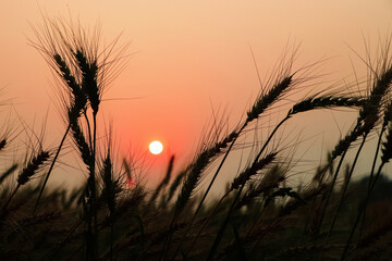 stalk of wheat grass close-up photo silhouette at sunset and sunrise in the summer, nature sun sets yellow background