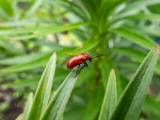 Adult scarlet lily beetle (Lilioceris lilii) sitting on a green lily plant leaf blade in garden. Its forewings are bright scarlet and shiny. Legs, eyes, antennae and head are black