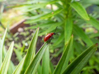 Adult scarlet lily beetle (Lilioceris lilii) sitting on a green lily plant leaf blade in garden. Its forewings are bright scarlet and shiny. Legs, eyes, antennae and head are black