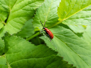 Adult scarlet lily beetle (Lilioceris lilii) sitting on a green lily plant leaf blade in garden. Its forewings are bright scarlet and shiny. Legs, eyes, antennae and head are black