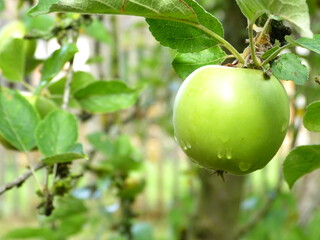 pomme mouillée sur son arbre