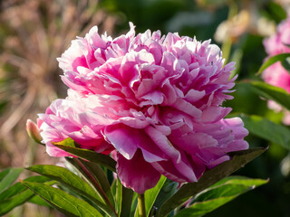 Chinese Peony (Paeonia lactiflora 'Professor K. Grybauskas' blooming with pink red double flowers with white edging in the garden. Beautiful full peony