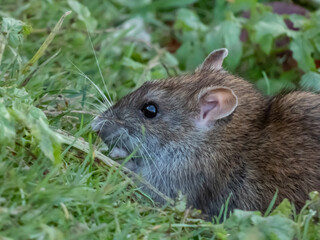 Close-up of common rat (Rattus norvegicus) with dark grey and brown fur in green grass surrounded in sunlight