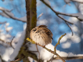 Close-up shot of the fluffy Eurasian tree sparrow (Passer montanus) sitting on a branch in bright...