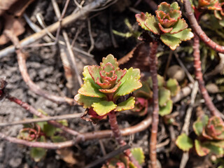 The stringy, gold moss stonecrop and graveyard moss (Sedum sarmentosum) with multiple branching stems just appearing and starting to form green and pink leaves in spring