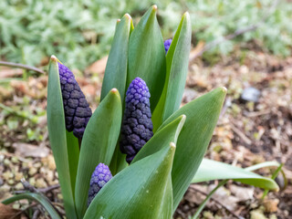Close-up shot of gorgeous grape hyacinth (Muscari latifolium) buds displaying two different kinds of flowers. At the top are the light blue, below are dark purple-blue flowers