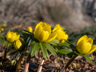 Winter aconite (Eranthis hyemalis) blooming with bright yellow flowers in spring. The earliest flower to appear in late winter and early spring