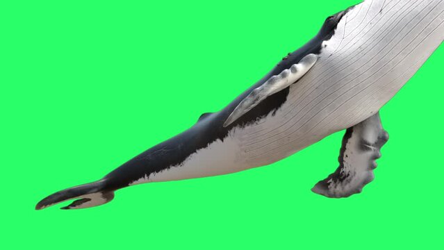 Animation whale isolate on green screen.
