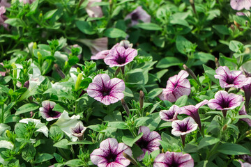 Flowerbed with multicoloured petunias / Image full of colourful petunia (Petunia hybrida) flowers