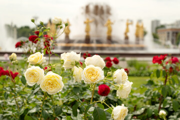 Blooming white and red rose bushes in park on  summer day