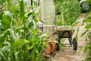 Wheel barrow full with grass staying on path near hothouse in vegetable garden, working in garden