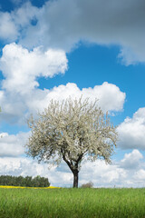 Fototapeta na wymiar blossoming apple tree on a green meadow under the sky of clouds