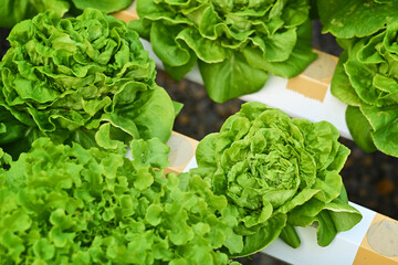 Green butterhead lettuce growing in the greenhouse organic vegetable hydroponic system. Agriculture and hydroponic concept