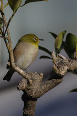 朝日を浴びるメジロ