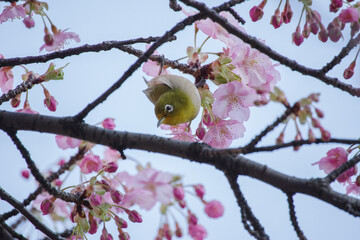 河津桜とメジロ