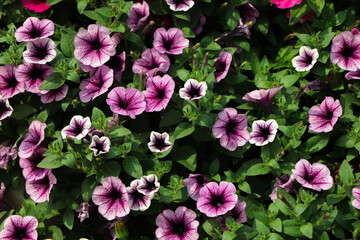 flower arrangement of purple petunias with dark veins and white calibrachoa in the garden